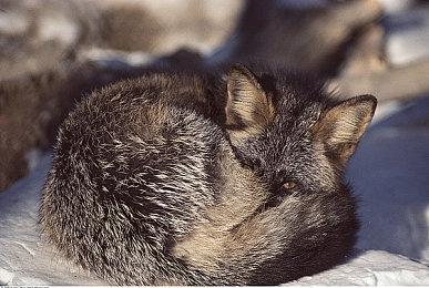 索尼499美元的PS5主机不再是亏本销售